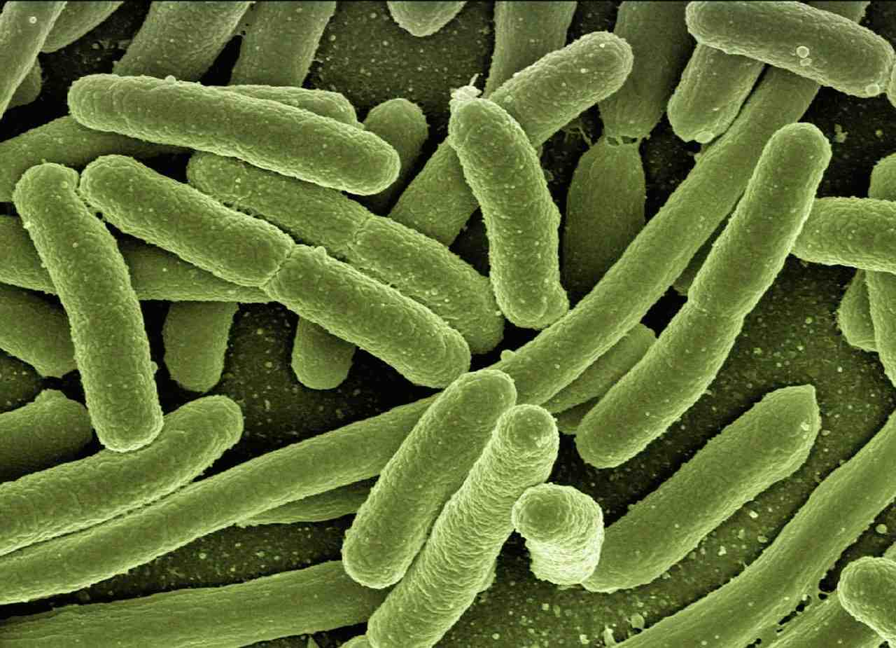 koli bactéries, escherichia coli, bactéries